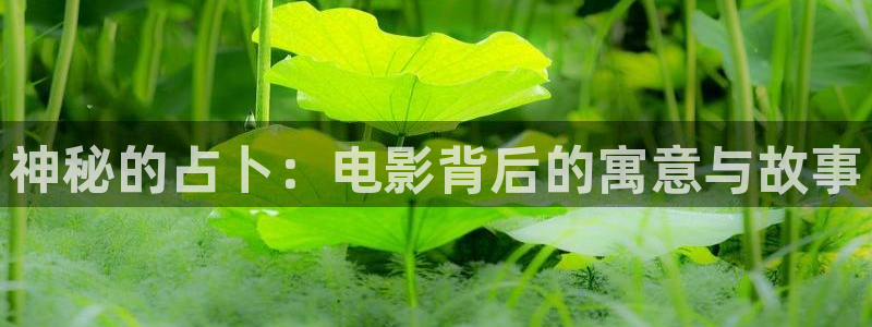 秋霞论理电影网：神秘的占卜：电影背后的寓意与故事
