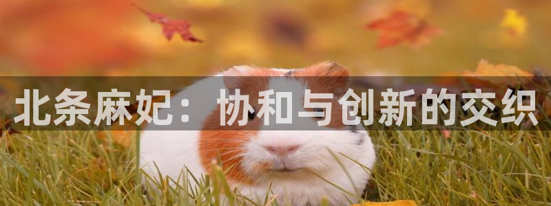 秋霞电影在线日韩：北条麻妃：协和与创新的交织