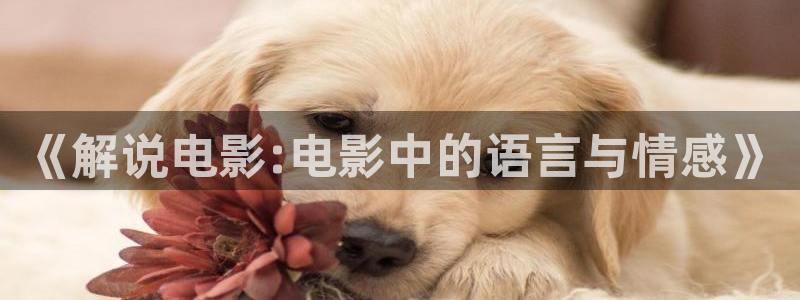 秋霞网精品：《解说电影:电影中的语言与情感》